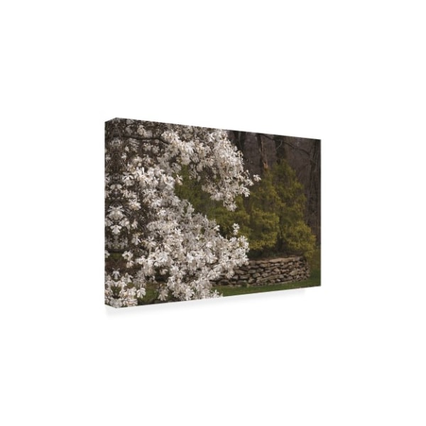 Kurt Shaffer Photographs 'Star Magnolia' Canvas Art,12x19